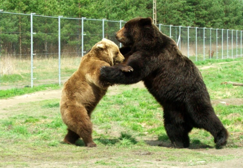 Veresegyházi medvefarm